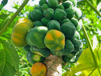 058 plage de la perle.jpg