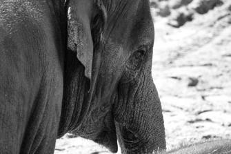 ZOO-17.jpg
