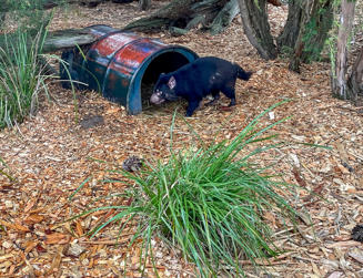 051-Australia.jpg