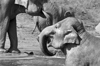 ZOO-2.jpg