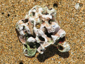 096 plage de la perle.jpg